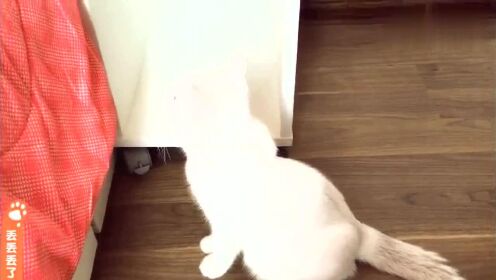 猫咪贴着门缝蹭空调，主子们到底在享受什么